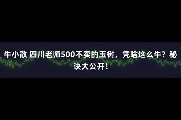 牛小散 四川老师500不卖的玉树，凭啥这么牛？秘诀大公开！